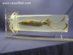 Foto Galerie/Cephalopoda/Loligo vulgaris_02_01_SS.jpg